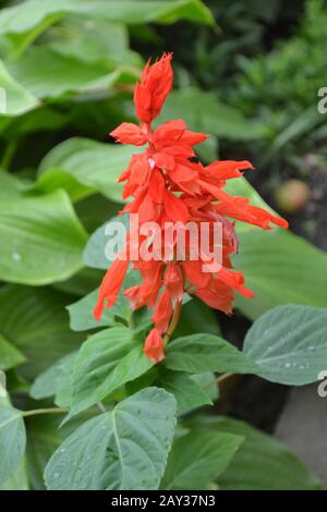 Salvia. Splendens di Salvia. Fiore rosso. Piante termo-loving. Pianta annuale. Bel fiore. Giardino. Aiuola. Foto verticale Foto Stock