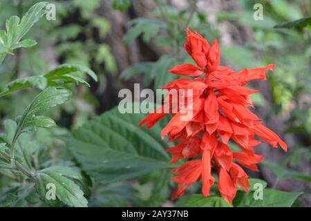 Salvia. Splendens di Salvia. Fiore rosso. Piante termo-loving. Pianta annuale. Bel fiore. Giardino. Aiuola. Fiori in crescita. Foto orizzontale Foto Stock