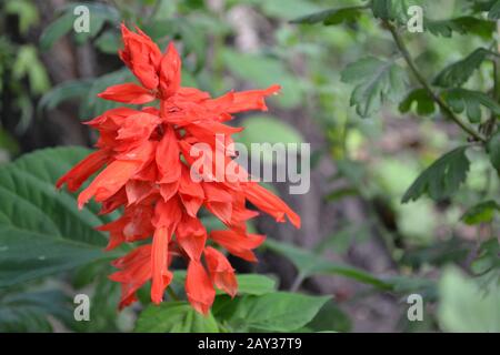 Salvia. Splendens di Salvia. Fiore rosso. Piante termo-loving. Pianta annuale. Bel fiore. Giardino. Aiuola. Fiori in crescita. Orizzontale Foto Stock