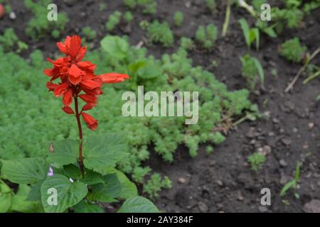 Salvia. Splendens di Salvia. Fiore rosso. Piante termo-loving. Aiuola. Fiori in crescita. Primo piano. Su sfondo sfocato. Foto orizzontale Foto Stock