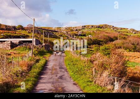 Pecora su strada vicino Killadoon, County Mayo, Irlanda Foto Stock