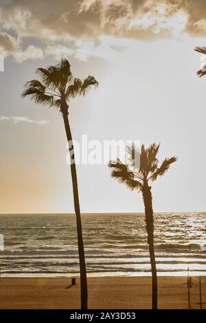 Palme sulla spiaggia sabbiosa Foto Stock