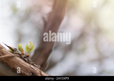 Giovani infiorescenza di uva sulla vite di close-up. Vitigno con giovani foglie e germogli blooming su un vitigno nella vigna. Primavera gemme germogliano Foto Stock