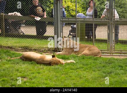 I Lions che riposano in un parco zoologico mentre i visitatori guardano Foto Stock