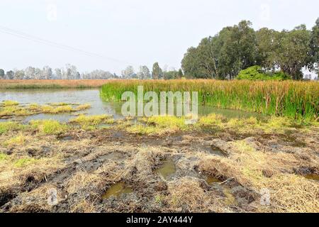 Zona umida Foto Stock