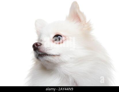 Bianco pomerania spitz cane Foto Stock