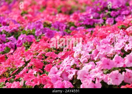 campo dei fiori Foto Stock