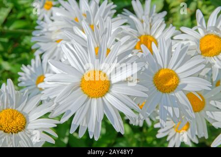 Bianco Fiori Aster, eventualmente l'Alpine Aster, Aster alpinus. Foto Stock