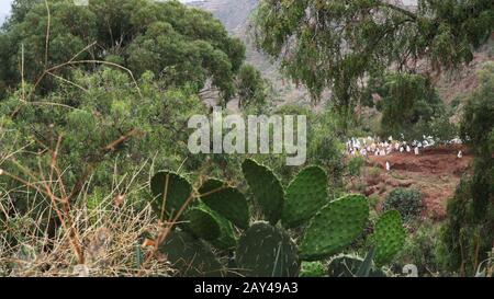 Pellegrini cristiani etiopi in impacchi bianchi visti da una distanza tra alberi e fogliame Foto Stock