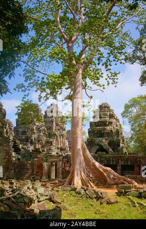 Enorme albero cresciuto sopra le rovine del tempio di Banteay Kdei, situato nel complesso di Angkor Wat vicino a Siem Reap, Cambogia. Foto Stock