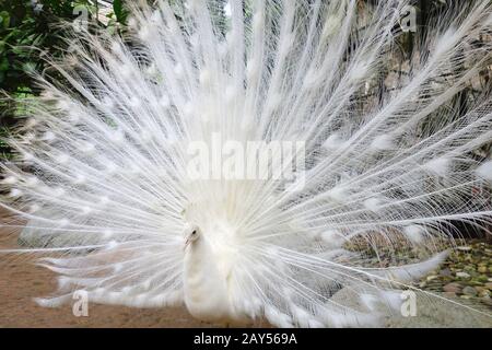 Pavone bianco con piume fuori Foto Stock