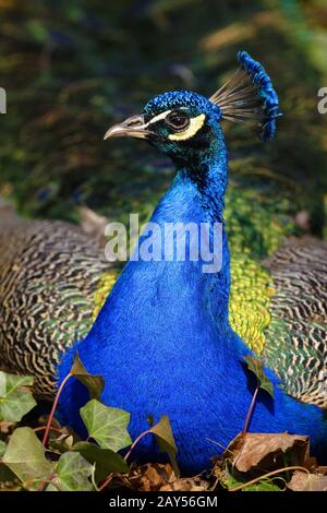 Single male Indian Peafarl - latino Pavo cristatus - conosciuto anche come comune Peafarowl o Blue Peafarowl uccello tropicale in un parco cittadino Foto Stock