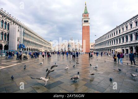 Piccioni in una giornata piovosa in Piazza San Marco e nella cattedrale di San Marco. Venezia. Italia Foto Stock