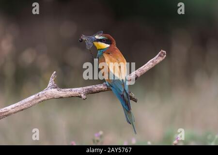 Ape Eater; Merops apiaster; con Dragonfly; Ungheria Foto Stock