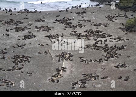 Rookery del nord le foche sull isola di Bering Foto Stock