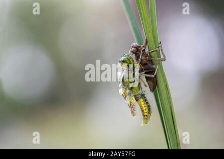 Ampia corposi Chaser Dragonfly; Libellula depressa; Emergenti; Regno Unito Foto Stock