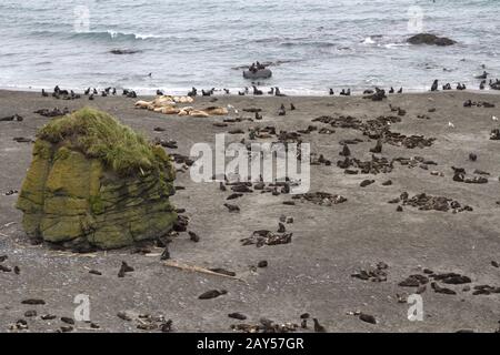 Rookery del nord le foche e leoni di mare nell'isola di Bering Foto Stock