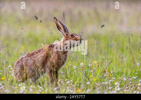 Lepre marrone; Lepus europaeus; Mangiare erba; Regno Unito Foto Stock