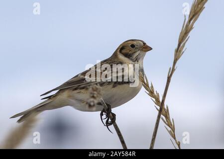 Lapponia Bunting seduta su un ramo giorno invernale di Lymus Foto Stock