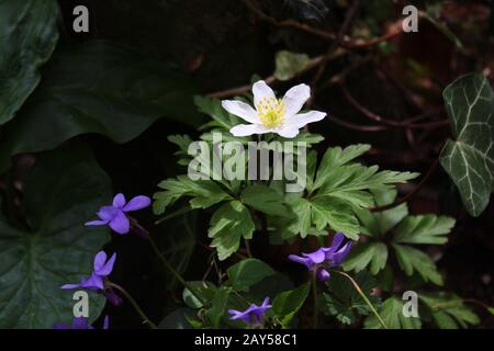 anemoni e violetti in giardino Foto Stock