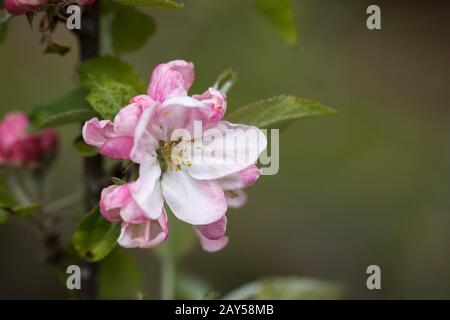 Granchio Mela Blossom; Primavera; Regno Unito Foto Stock