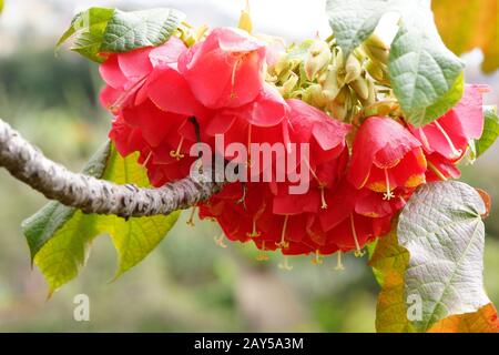 Hydrangea Tree (Dombeya cacomum) Foto Stock