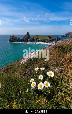 Kynance; Fiori Di Primavera; Cornovaglia; Regno Unito Foto Stock