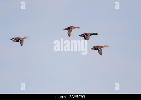 Gruppo di uccelli d'anatra Mallard - latino Anas platyrhynchos - in volo durante la stagione di accoppiamento primavera nelle zone umide della Polonia nord-orientale Foto Stock