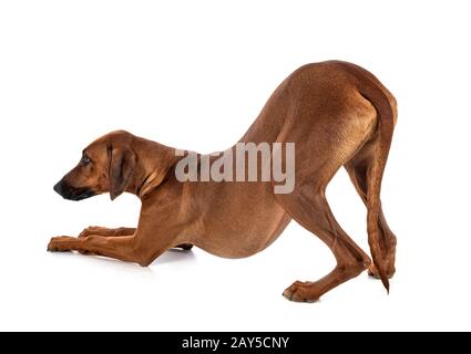 Ridgeback rhodesiano davanti a uno sfondo bianco Foto Stock