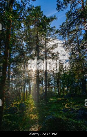 foresta boreale, pini scozzesi Foto Stock