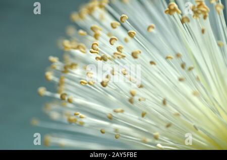 Dettaglio fiore della boccola di rasatura tree Foto Stock