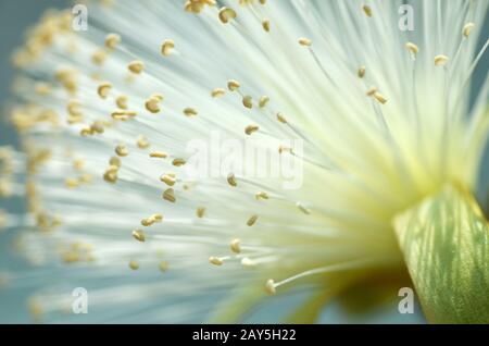 Dettaglio fiore della boccola di rasatura tree Foto Stock