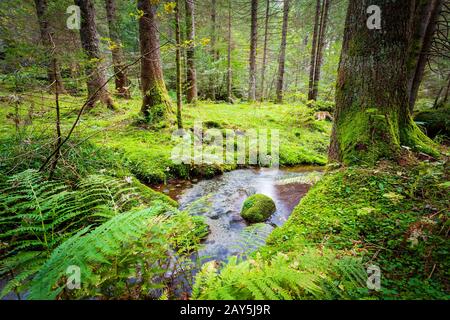 lussureggiante sottobosco con ruscello - natura Foto Stock