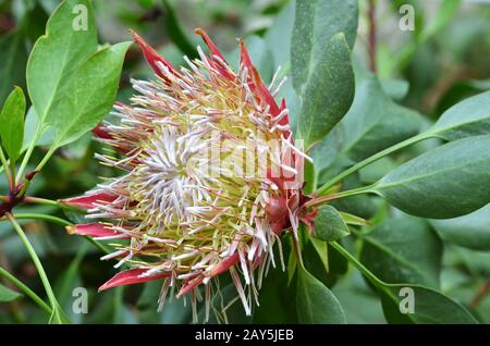 South African impianto Protea cynaroides Foto Stock