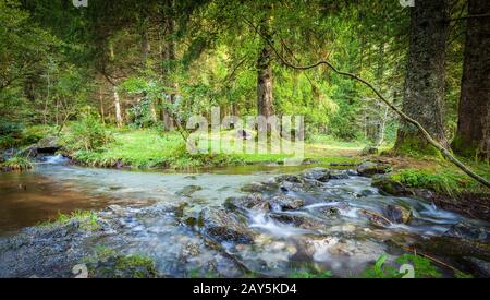 lussureggiante sottobosco con ruscello - natura Foto Stock