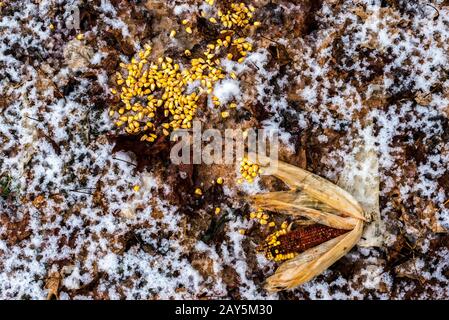 Campo di mais invernale in stato di essere mangiato dalla fauna selvatica. chicchi di mais sul terreno insieme ai resti di mais estivo. Aziende agricole dell'Ontario, Canada Foto Stock