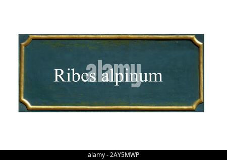 Scudo di ribes selvaggi, curry alpino, ribes alpinum, dud locale Foto Stock