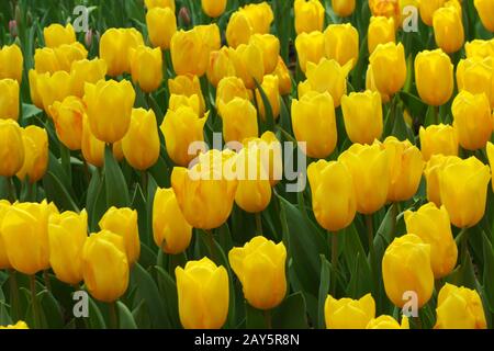 Bella di tulipani nei giardini della baia Foto Stock