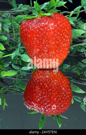 Molto rosso fragola ha dormito su un ghiaccio con una riflessione e una pianta di casa. Foto Stock