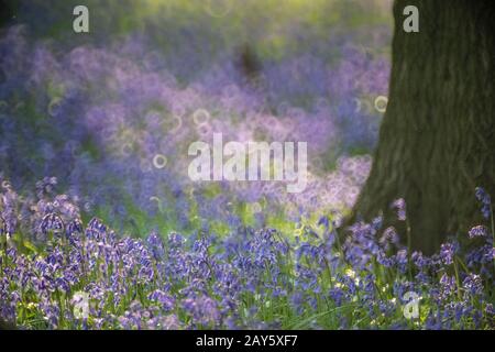 Bluebell Woods In Ashridge Forest, Hertfordshire, Inghilterra Foto: © 2020 David Levenson Foto Stock