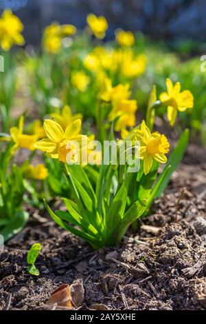 Una breve varietà, Tete-a-Tete, di daffodil fiorire nel giardino primaverile. Foto Stock