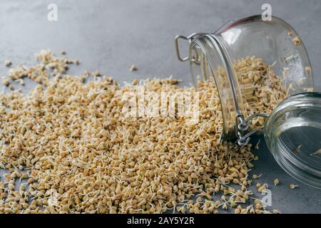 Colpo orizzontale di germogli di grano saraceno in vaso di vetro su sfondo grigio. Alimentazione ecologica. Concetto di fitness e dieta. Semi di grano saraceno germinati Foto Stock