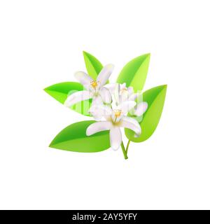 Ramo di fioritura arancione realistico, foglie, fiori di neroli e germoglio. Profumeria e Medical Plant.Labels of Cosmetic Skin Care Product Design .Vector Illustrazione Vettoriale