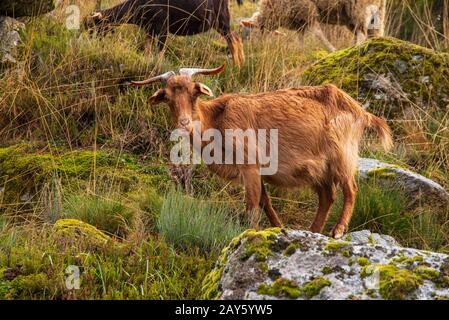 Vista di una capra a Serra da Estrela, portogallo Foto Stock