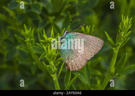 BlackBerry Razor Butterfly (Callophrys rubi) Foto Stock