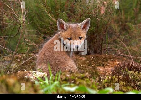 Volpe rossa, vulpes vulpes, Pup seduta, Normandia Foto Stock