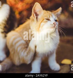 Gattino di zenzero graffia dietro l'orecchio, ritratto all'aperto, pulci e zecche in animali domestici Foto Stock