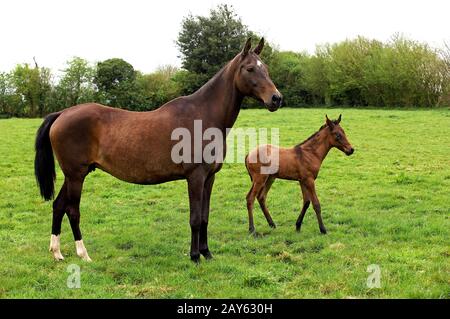 Akhal Teke, cavallo di razza dal Turkmenistan, il Mare con puledro Foto Stock