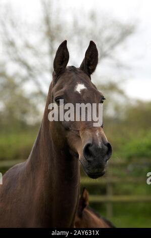 Akhal Teke, cavallo di razza dal Turkmenistan, Ritratto di adulto Foto Stock