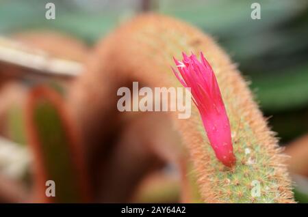 Fiori rosa di cactus dorato con coda di ratto Foto Stock